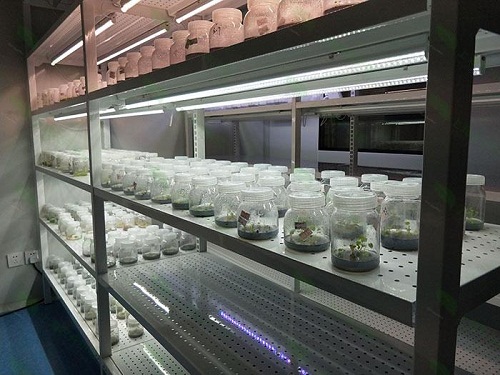 毛阳镇植物组织培养实验室设计建设方案